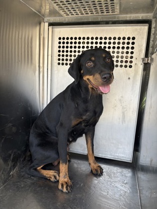 Shelter Stray Female Dog last seen Near AVE H, East District,, 355 Hillshire Dr, Haslet, TX 76052, USA