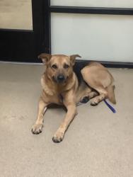 Shelter Stray Male Dog last seen MANSFIELD HIGHWAY, East District, TX, 355 Hillshire Dr, Haslet, TX 76052, USA