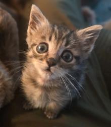 Shelter Stray Female Cat last seen Conejo & Hughes, Caruthers Zone Fresno CO 1B 93609, CA, 1510 W Dan Ronquillo Dr, Fresno, CA 93706, USA