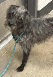 Shelter Stray Female Dog last seen Near Euclid Beach, 5th District, OH, 9203 Detroit Ave, Cleveland, OH 44102, USA