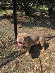 Shelter Stray Male Dog last seen Near Springtree Ct W, 30038, GA, 3280 Chamblee Dunwoody Rd, Chamblee, GA 30341, USA