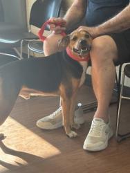 Shelter Stray Male Dog last seen Near Lakemont Dr, 70816, LA, 2550 Gourrier Ave, Baton Rouge, LA 70820, USA