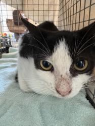Shelter Stray Female Cat last seen Near Pear St, 70802, LA, 2550 Gourrier Ave, Baton Rouge, LA 70820, USA