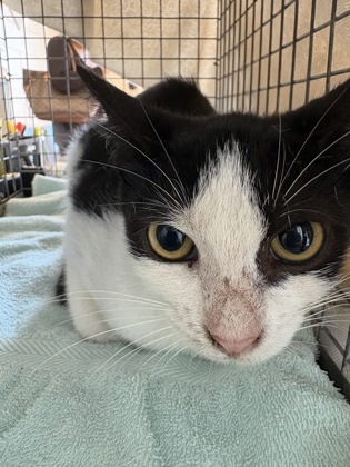 Shelter Stray Female Cat last seen Near Pear St, 70802, LA, 2550 Gourrier Ave, Baton Rouge, LA 70820, USA