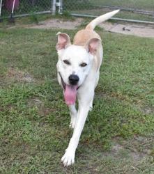 Shelter Stray Male Dog last seen W Alhambra Drive, Citrus Springs, FL, 4030 S Airport Rd, Inverness, FL 34450, USA