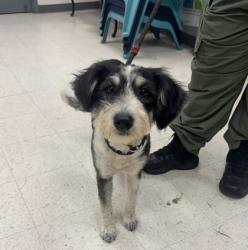 Shelter Stray Female Dog last seen , Gulfport, MS, 2615 25th Ave, Gulfport, MS 39501, USA