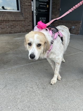 Shelter Stray Female Dog last seen Near Kingston Pike- Bojangles, City of Knoxville ASO, TN, 3201 Division St, Knoxville, TN 37919, USA