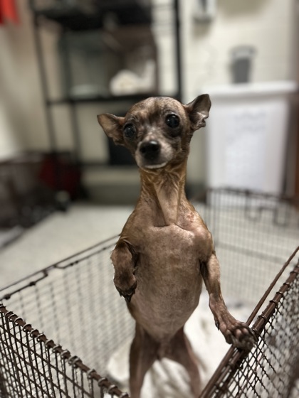 Shelter Stray Male Dog last seen Near Huffaker Ferry Rd, Knox County ASO, TN, 3201 Division St, Knoxville, TN 37919, USA
