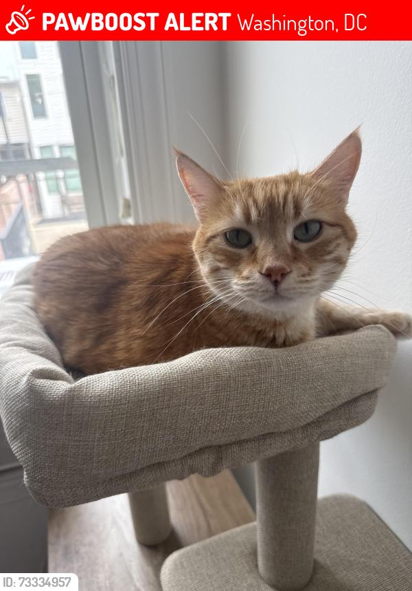 Lost Female Cat last seen Florida and North Capital, Washington, DC 20001