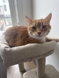 Lost Female Cat last seen Florida and North Capital, Washington, DC 20001