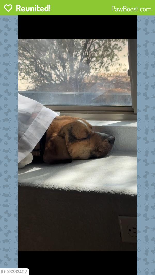 Reunited Male Dog last seen Brackenbury, Tucson, AZ 85746