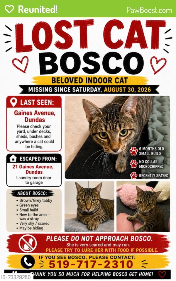 Reunited Female Cat last seen Davidson blvd and Governors Road, Hamilton, ON 