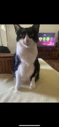 Lost Female Cat last seen Mount Comfort Church Of christ, Fayetteville, AR 72704