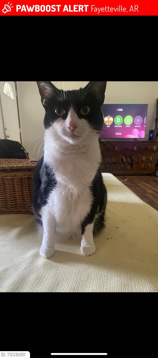 Lost Female Cat last seen Mount Comfort Church Of christ, Fayetteville, AR 72704