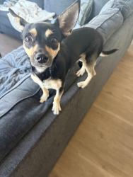 Found/Stray Male Dog last seen Granger Middle School, National City, CA 91950
