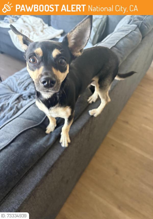 Found/Stray Male Dog last seen Granger Middle School, National City, CA 91950