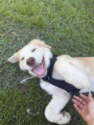 Reunited Male Dog last seen Edgemont rd, Wendell, NC 27591