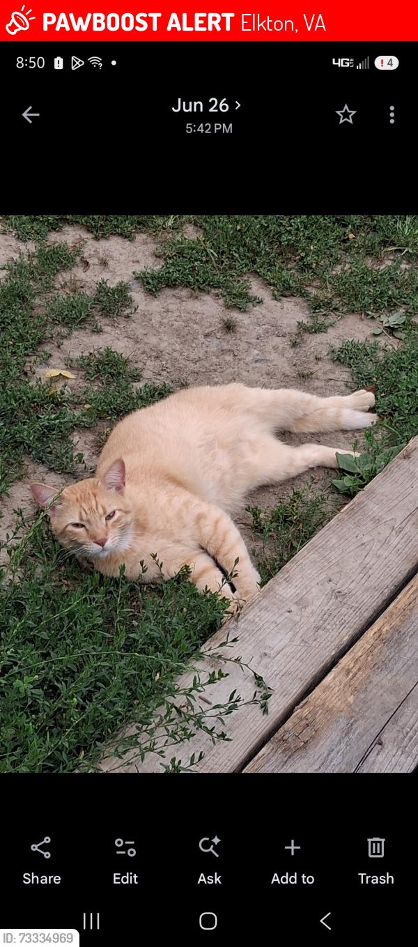 Lost Male Cat last seen Tannerry Appartments, Elkton, VA 22827