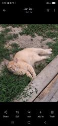Lost Male Cat last seen Tannerry Appartments, Elkton, VA 22827
