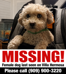 Lost Female Dog last seen Perris & ironwood, Moreno Valley, CA 92557