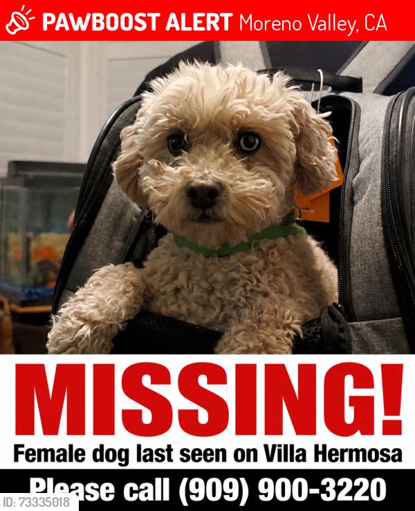 Lost Female Dog last seen Perris & ironwood, Moreno Valley, CA 92557