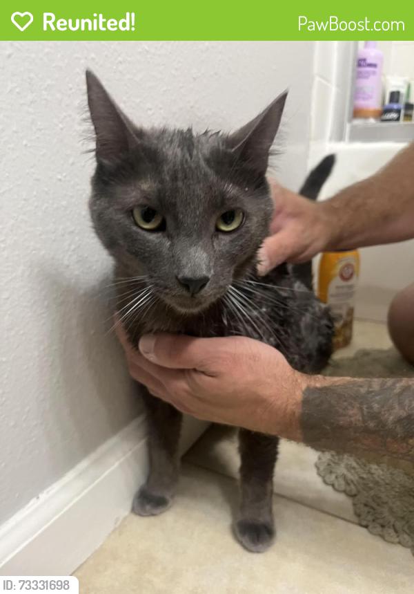 Reunited Male Cat last seen Whitman St, Hayward, CA 94544