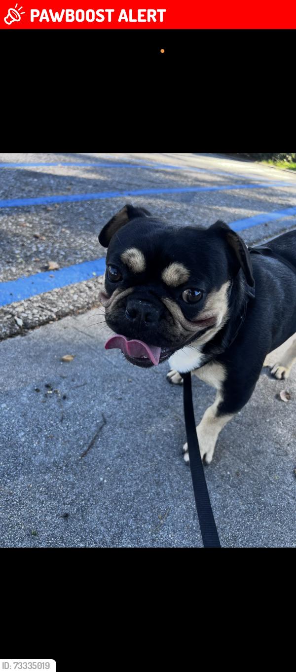Lost Male Dog last seen Newland and Warner, Huntington Beach, CA 92647