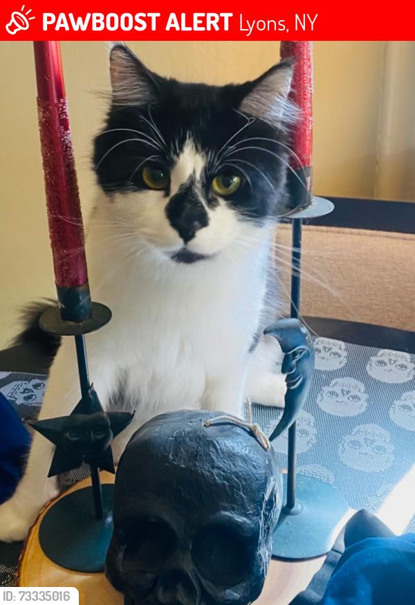 Lost Male Cat last seen Lyons Central School, Lyons, NY 14489
