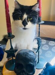 Lost Male Cat last seen Lyons Central School, Lyons, NY 14489