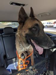 Found/Stray Male Dog last seen Mountain view Rd and Central, Phoenix, AZ 85020
