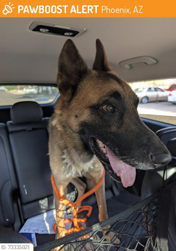 Found/Stray Male Dog last seen Mountain view Rd and Central, Phoenix, AZ 85020