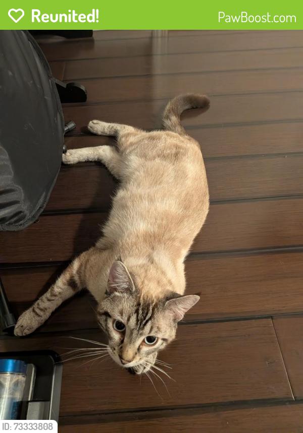 Reunited Male Cat last seen Near 45th AVE SE Everett WA 98208, Everett, WA 98208