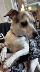 Shelter Stray Male Dog last seen Perry Street, PONTIAC, MI, 48340, 1200 N Telegraph Building 42E, Pontiac, MI 48340, USA