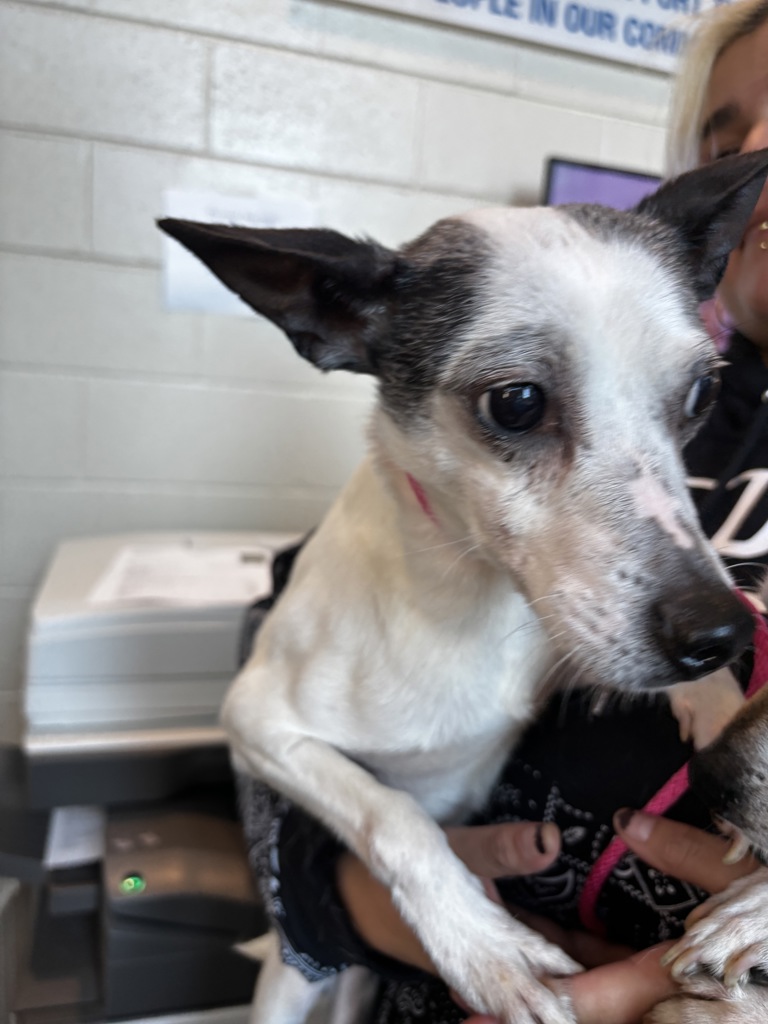 Shelter Stray Male Dog last seen Perry Street, PONTIAC, MI, 48340, 1200 N Telegraph Building 42E, Pontiac, MI 48340, USA