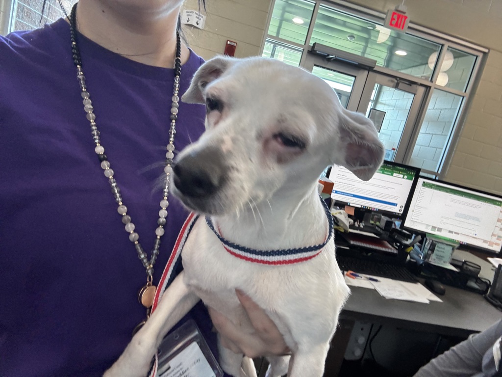 Shelter Stray Female Dog last seen Perry Street, PONTIAC, MI, 48340, 1200 N Telegraph Building 42E, Pontiac, MI 48340, USA
