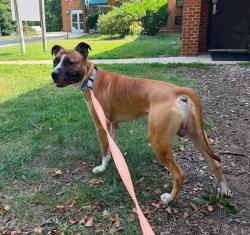 Shelter Stray Male Dog last seen Reece Road, SEVERN, MD, 21144, 411 Maxwell Frye Rd, Millersville, MD 21108, USA