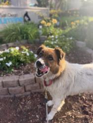 Shelter Stray Male Dog last seen Corando Avenue, San Diego, CA, 92154, 5500 Gaines St, San Diego, CA 92110, USA