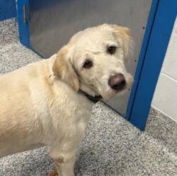 Shelter Stray Male Dog last seen Near S union Blvd, Lakewood, CO, 80228, 580 McIntyre St, Golden, CO 80401, USA