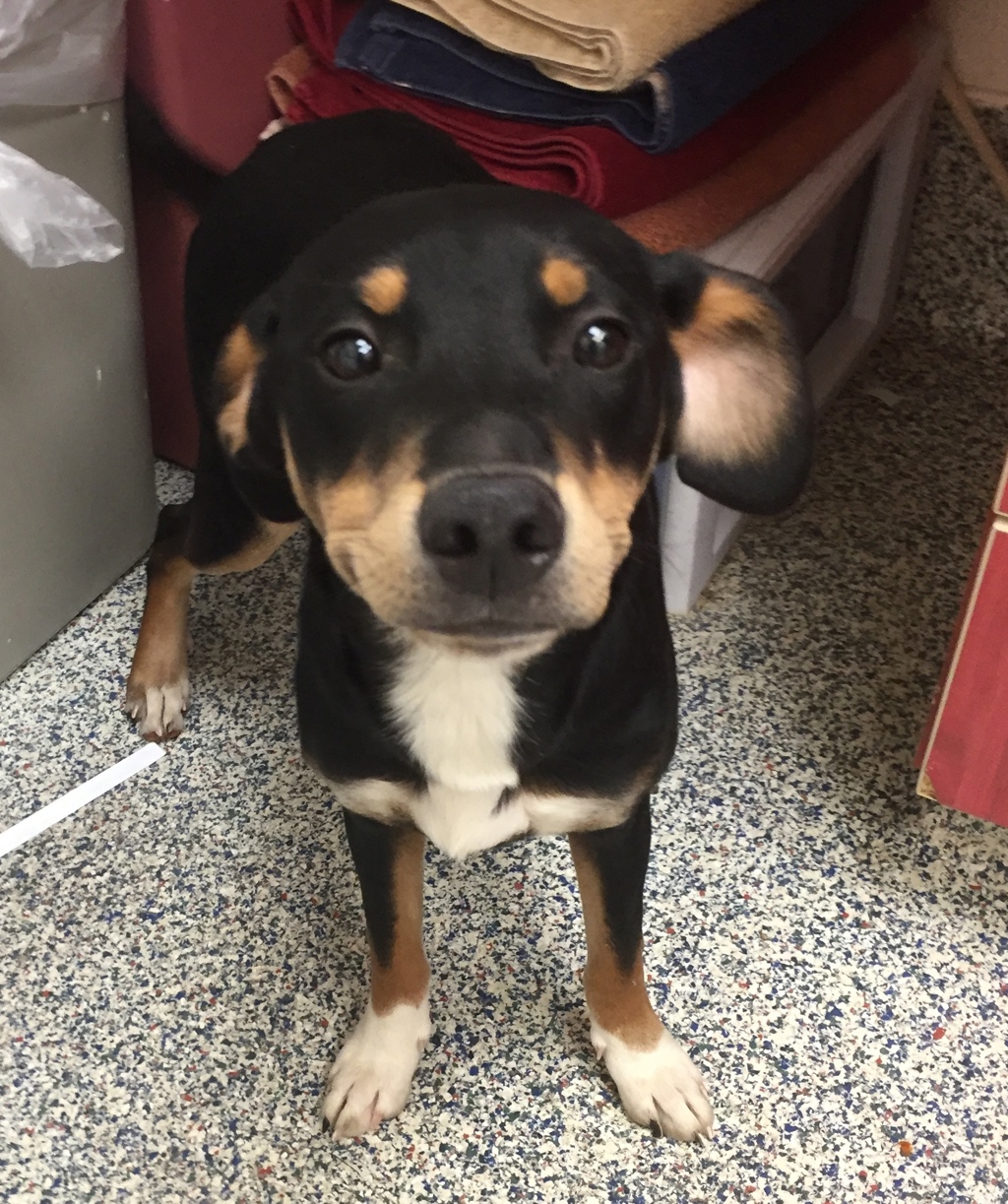 Shelter Stray Male Dog last seen Near S Union Blvd, Lakewood, CO, 80228, 580 McIntyre St, Golden, CO 80401, USA