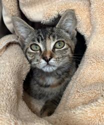 Shelter Stray Female Cat last seen Bowles Avenue, STATEN ISLAND, NY, 10303, 3139 Veterans Rd W, Staten Island, NY 10309, USA