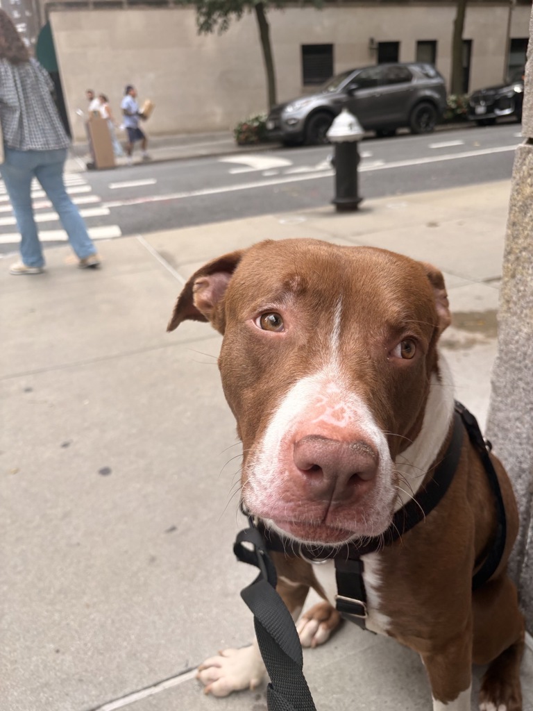 Shelter Stray Male Dog last seen Near Melrose Avenue, BRONX, NY, 10455, 326 E 110th St, New York, NY 10029, USA