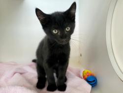 Shelter Stray Male Cat last seen Near Fingerboard Road, STATEN ISLAND, NY, 10305, 3139 Veterans Rd W, Staten Island, NY 10309, USA
