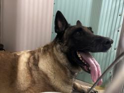 Shelter Stray Male Dog last seen Near Sedgwick Avenue, BRONX, NY, 10453, 326 E 110th St, New York, NY 10029, USA