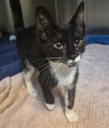 Shelter Stray Male Cat last seen Targee Street, STATEN ISLAND, NY, 10304, 3139 Veterans Rd W, Staten Island, NY 10309, USA