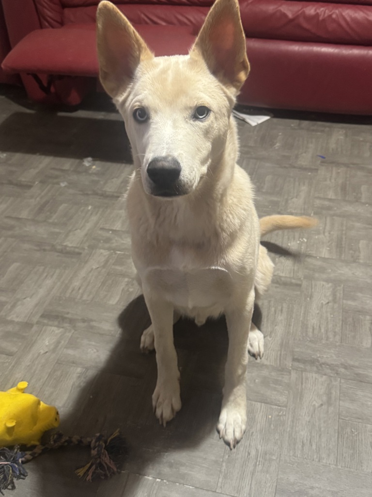Shelter Stray Male Dog last seen Near Gordon Street, STATEN ISLAND, NY, 10304, 3139 Veterans Rd W, Staten Island, NY 10309, USA