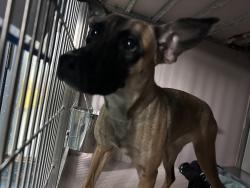 Shelter Stray Female Dog last seen Near Linden Blvd, BROOKLYN, NY, 11226, 326 E 110th St, New York, NY 10029, USA