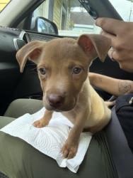 Found/Stray Male Dog last seen Carzignment (car dealer ), Mobile, AL 36603