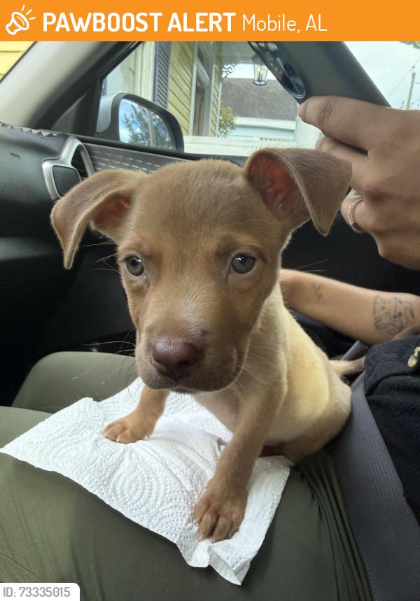 Found/Stray Male Dog last seen Carzignment (car dealer ), Mobile, AL 36603