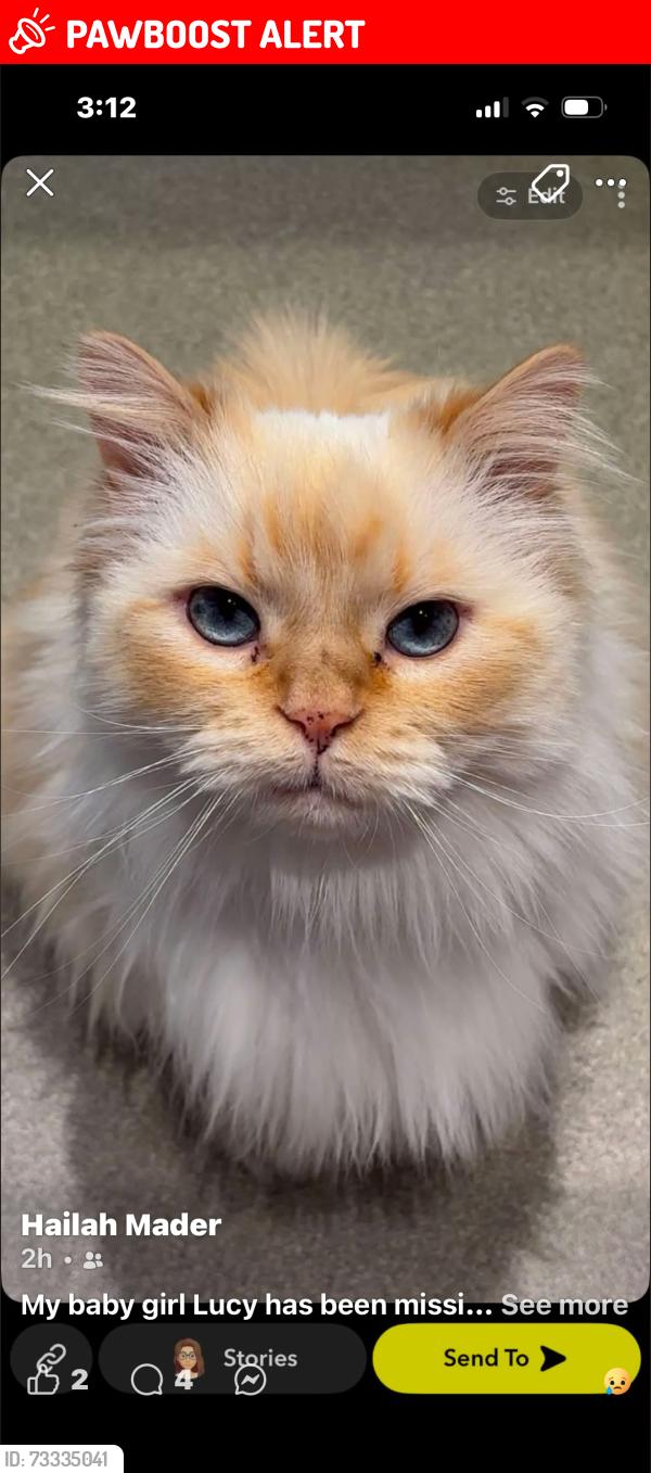 Lost Female Cat last seen Hallmark, Lower Sackville, NS B4C 2L9