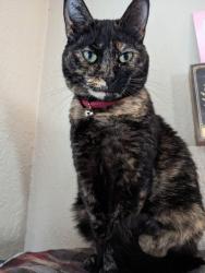 Reunited Female Cat last seen 7th street, and Virginia area, Berkeley, CA 94710